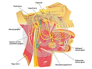 Autonomic nerves in head photo