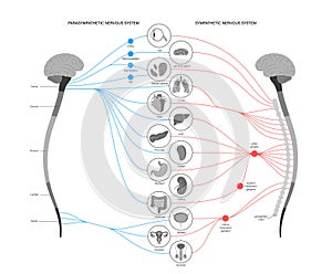 Autonomic nervous system