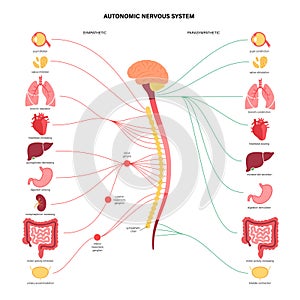 Autonomic nervous system