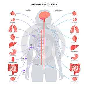 Autonomic nervous system