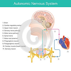 Autonomic Nervous System. Diagram photo