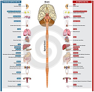 Autonomic nervous system of human infographic diagram