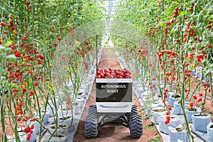 Autonomous mini truck robot to harvesting tomatoes in agriculture garden, Future technology with smart agriculture farming concept