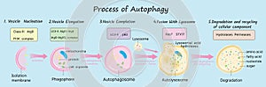 Process of Autophagy on blue background vector illustration