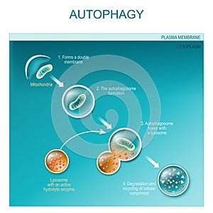 Autophagy of mitochondria