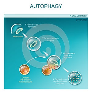 Autophagy of mitochondria photo