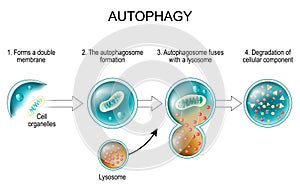 Autophagy. lysosome and Cell recycling photo