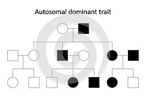 Autosomal dominant trait. photo