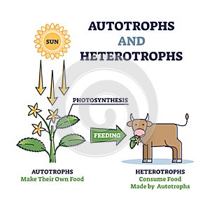 Autotrophs and heterotrophs as nature energy source division outline diagram