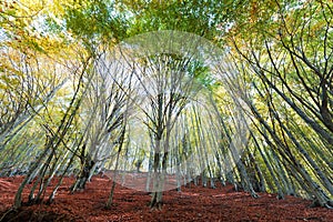 Autum Beech forest