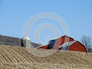 Harvested corn field with red gambrel roof barns photo