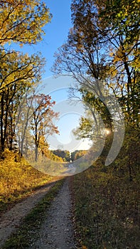 Autum forest road