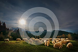 Autum landscape in Bran,Transylvania, Brasov, Romania with sheep eatting grass on the hills