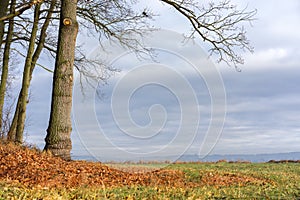 Autum landscape. Field with trees on the side of scene.