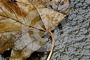 Autum Leaf on concrete