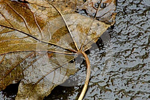 Autum Leaf on concrete photo