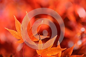 Herbst ein Brief aus japanisch Ahornbaum 