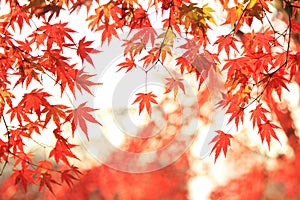 Herbst ein Brief aus japanisch Ahornbaum 