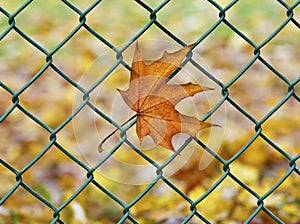 Autum leaf trapped on a wire