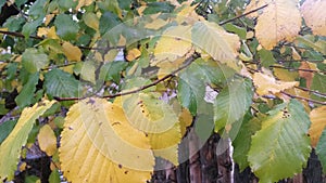 Autum leaves