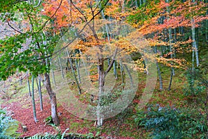 Autum leaves and bamboo in Japan