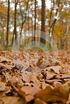 Otono hojas en Bosque 