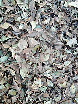 Autum leaves nature hojas de otoÃÂ±o photo