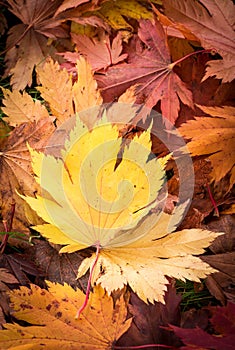 Autum Leaves Wallpaper