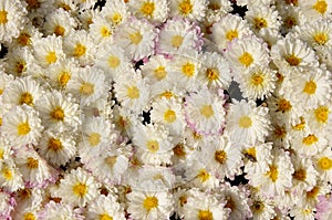 Autum mums, chrysanthemums closeup