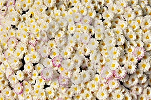 Autum mums, chrysanthemums closeup