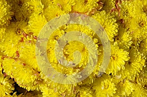 Autum mums, chrysanthemums closeup