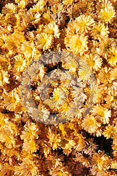 Autum mums, chrysanthemums closeup in sunny day.