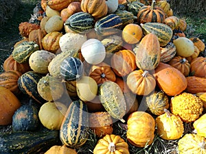 Pumkin harvest.autumn pumpkin