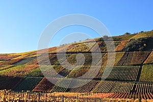 autum vineyards between Rech and Dernau