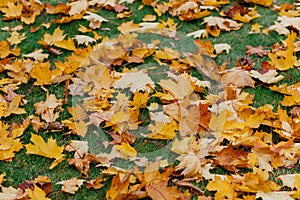 Autuman background. Golden fallen leaves lie on green lawn. Foliage carpet. Close up. High quality resolution. Sunny day