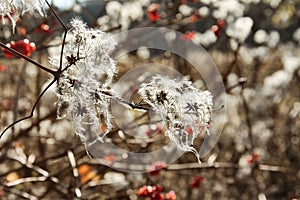 Autumm in field photo