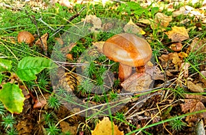 Autumm of forest, mushroom in the forest photo