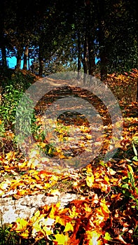 Autumm of forest, sters