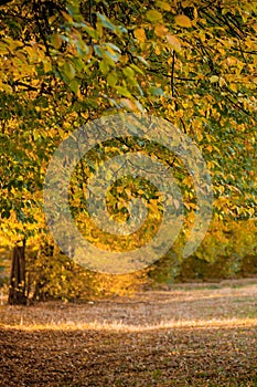 Autumm leave and blurred nature background. Colorful foliage in the park. Falling leaves natural background .Autumn season concept