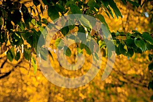 Autumm leave and blurred nature background. Colorful foliage in the park. Falling leaves natural background .Autumn season concept