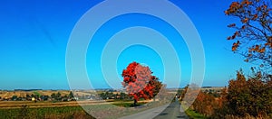 Autumm and Red tree on the road