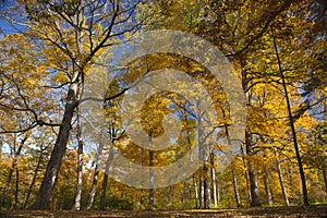 Autumm scene with trees