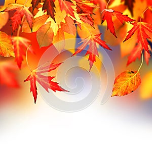 Autumn img