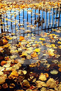 Autumn abstract background