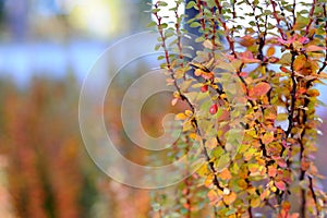 Autumn abstract background with wild berries