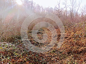 Autumn abstract Sun Rays nature mess forest photo