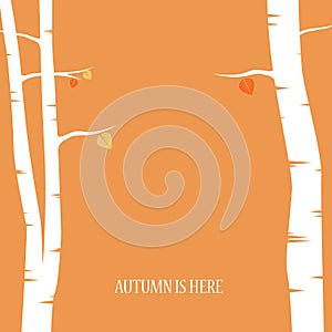 Autumn abstract vector background. Birch trees