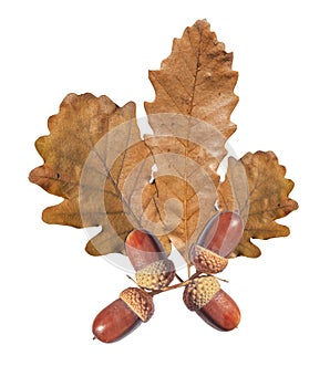 Autumn acorn and brown tree leaves isolated on white background