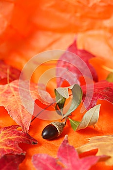 Autumn acorn and leaves