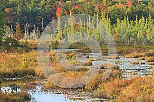 Autumn on Adirondack Marsh photo